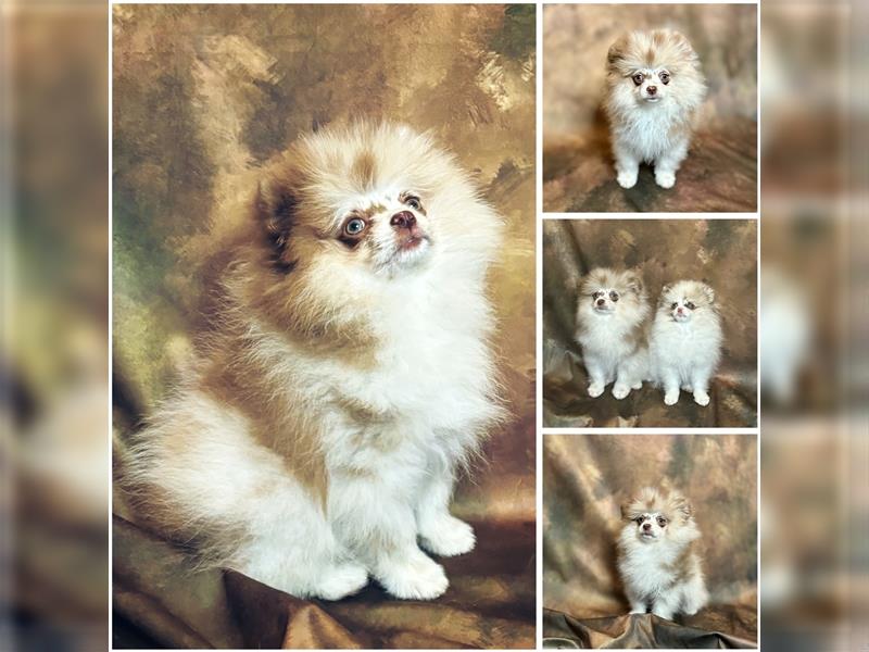 Pomeranian (Zwergspitz) 100% Teddy