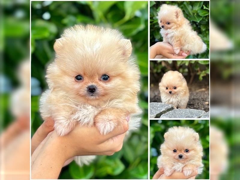 Pomeranian (Zwergspitz) 100% Teddy