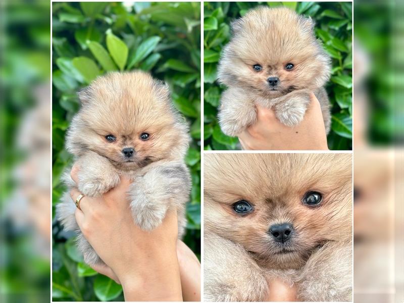 Pomeranian (Zwergspitz) 100% Teddy