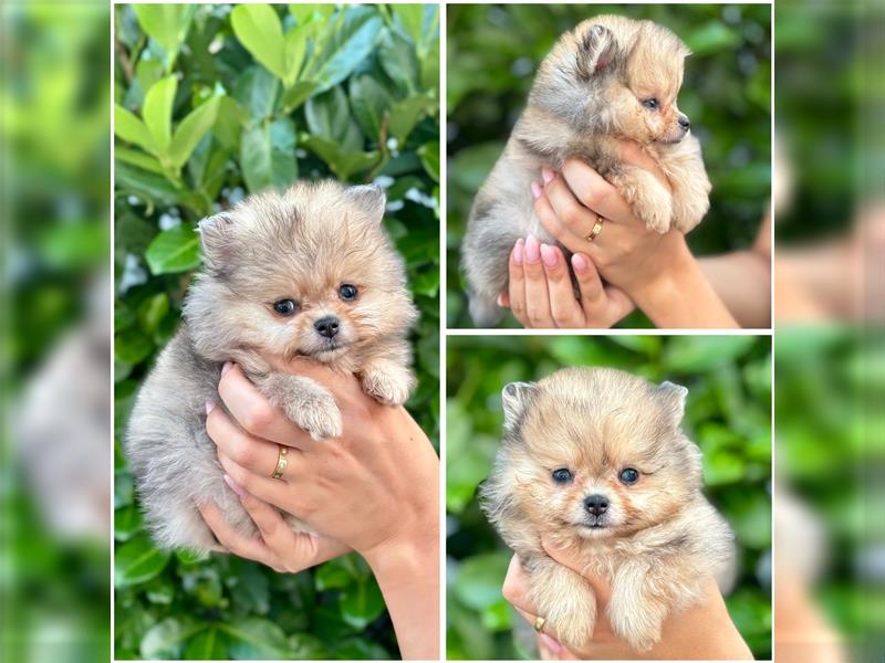 Pomeranian (Zwergspitz) 100% Teddy