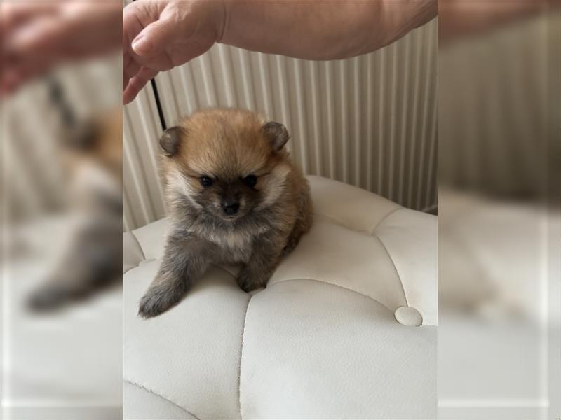 Zwergspitz Pomeranian