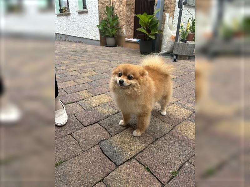 Zwergspitz Pomeranian