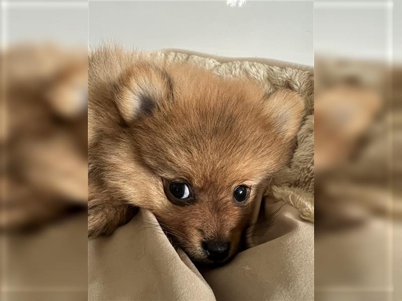Pomeranian suchen absperrt ein neues Zuhause