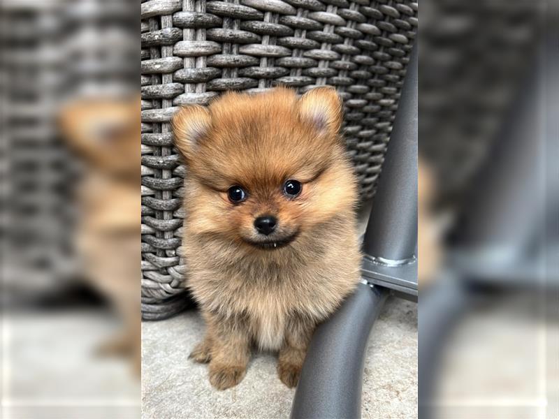 Pomeranian suchen absperrt ein neues Zuhause