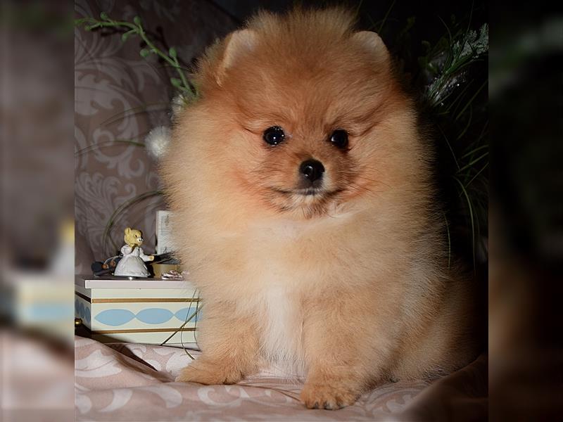 Drei reinrassige Pomeranian-Welpen suchen ein liebevolles Zuhause