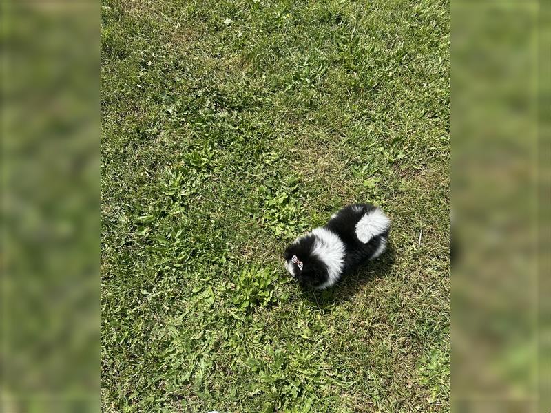 Pomeranian Zwergspitz Pom Tricolor Hündin