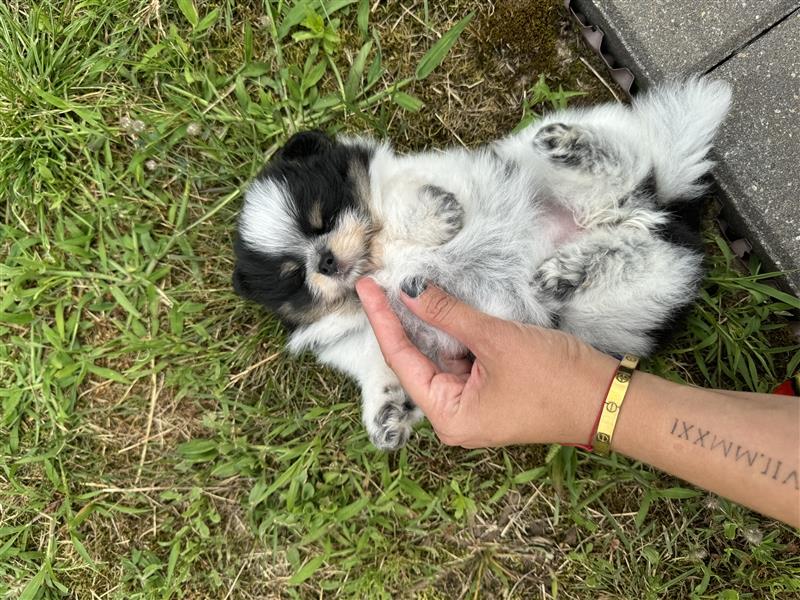 Pomeranian Zwergspitz Pom Tricolor Hündin