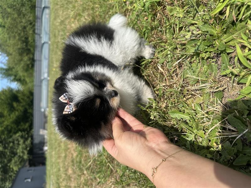 Pomeranian Zwergspitz Pom Tricolor Hündin