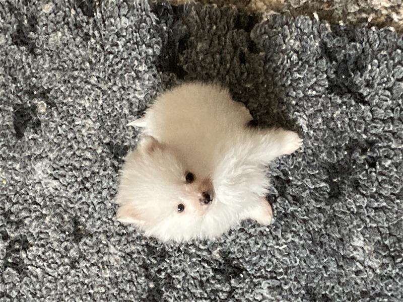 Zauberhafte echte sehr kleine Pomeranianwelpen Bärchen in seltener Farbe mit Ahnentafel
