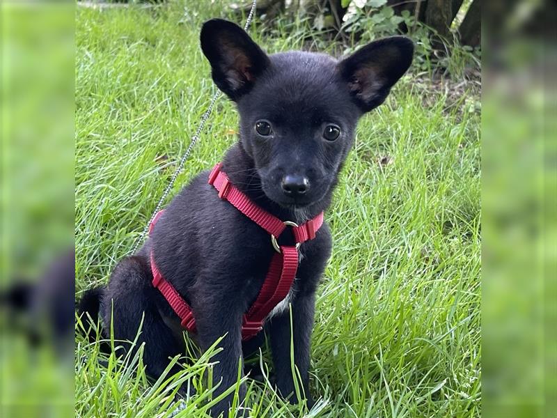 Dackel x Zwergspitz Mix Welpen