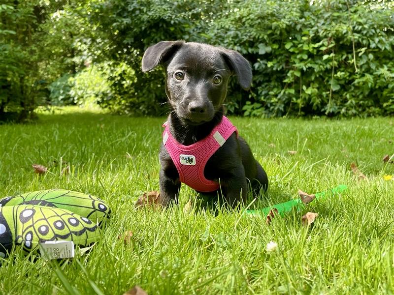 Dackel x Zwergspitz Mix Welpen