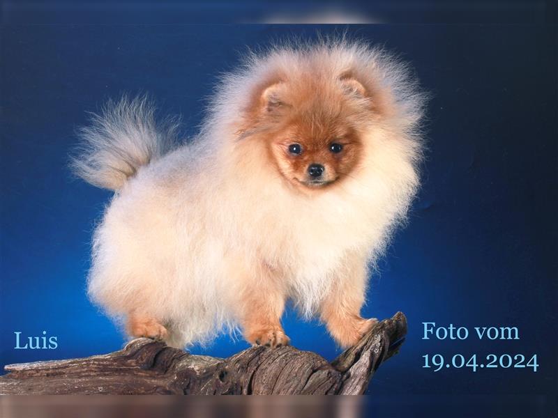 Welpen Pomeranian Zwergspitz