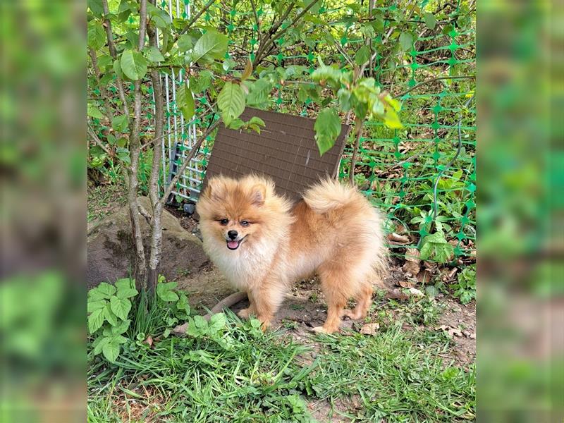 Hübscher Pomeranian Zwergspitz Rüde sucht liebevolles Zuhause