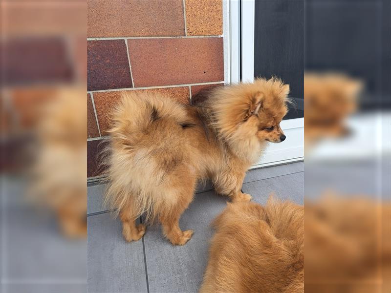 Hübscher Pomeranian Zwergspitz Rüde sucht liebevolles Zuhause