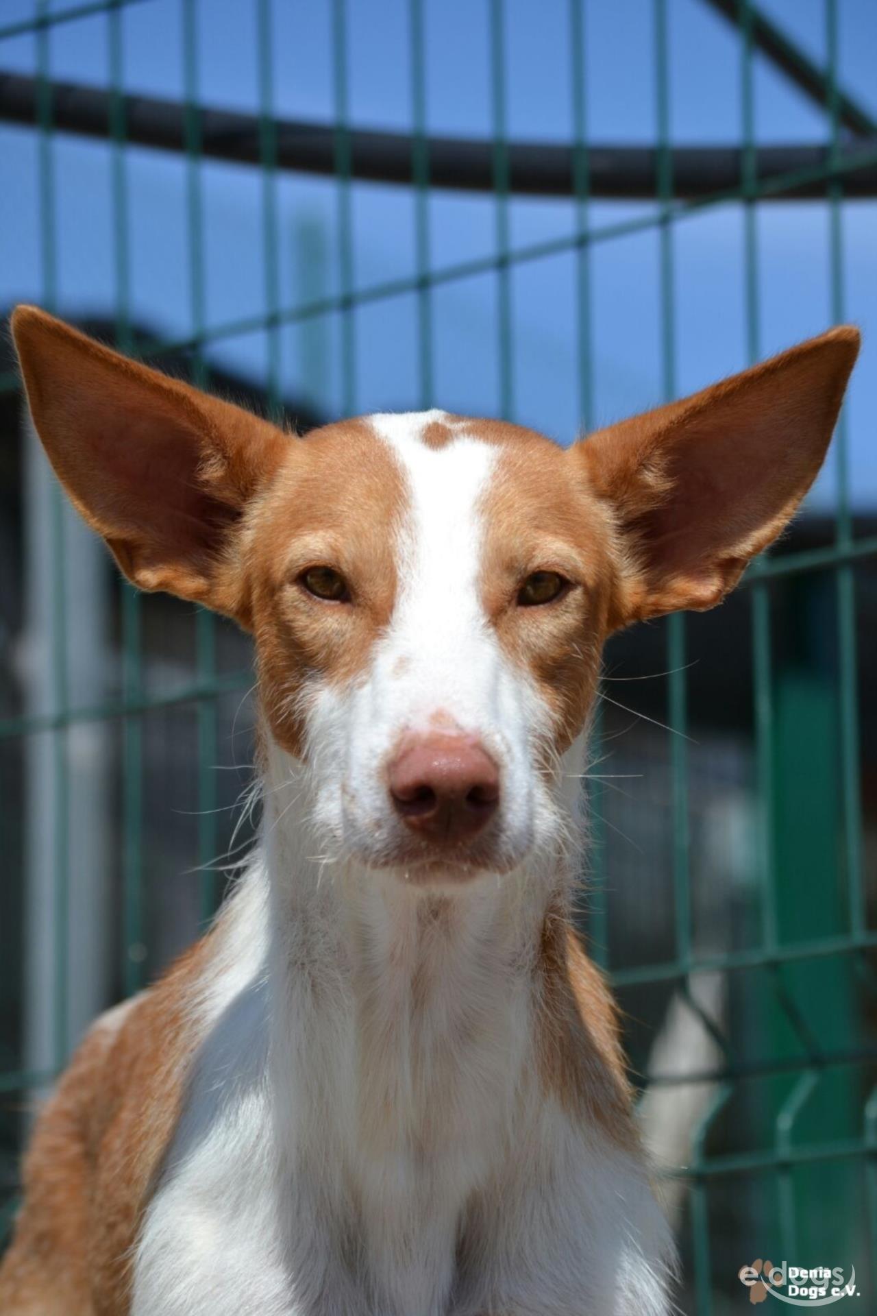 Podenco Rüde 5 Jahre