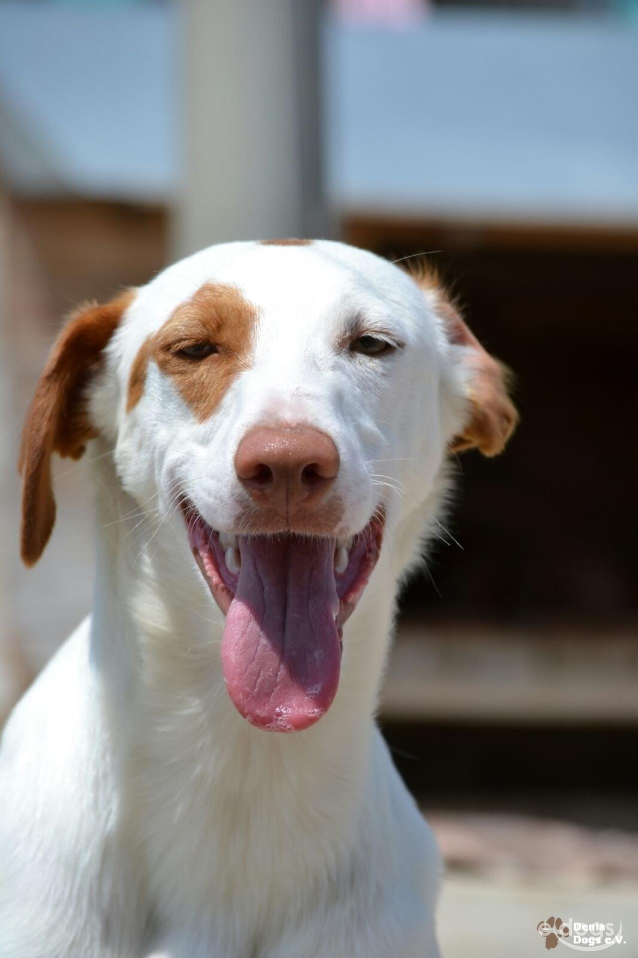 Podenco Rüde 4 Jahre