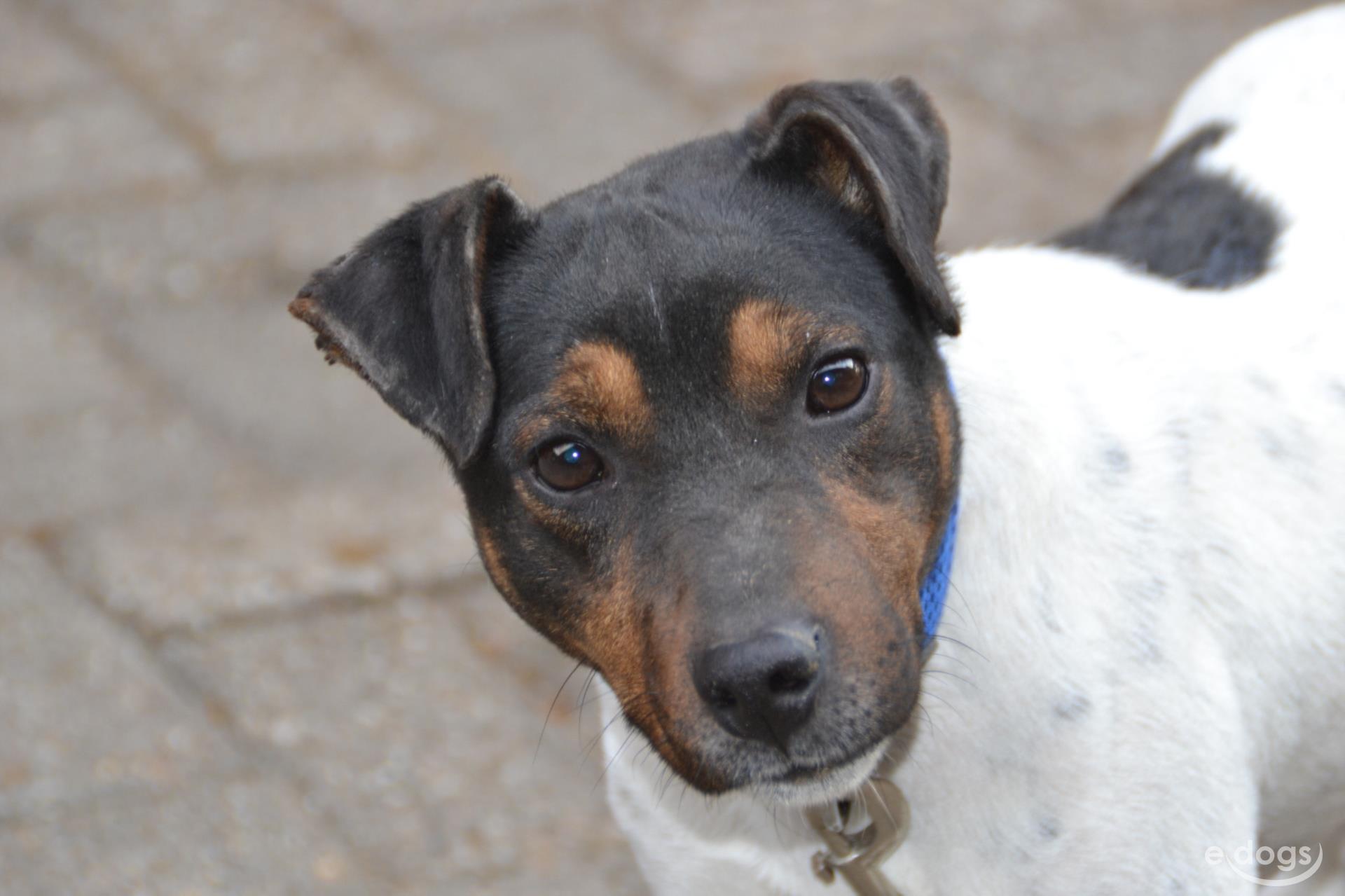 Parson Russell Terrier Rüde 5 Jahre Tricolor