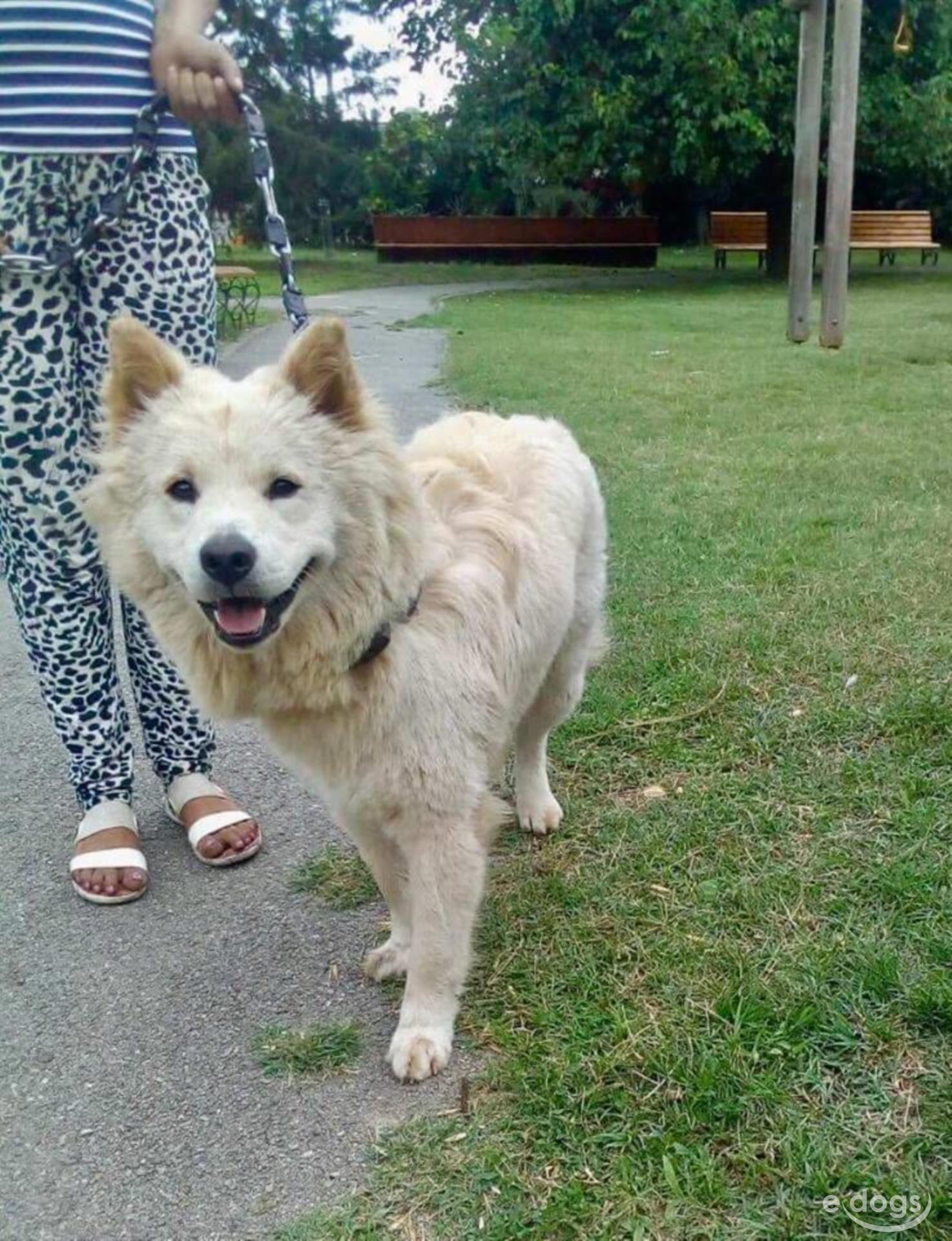 Akita Inu Rüde 2 Jahre