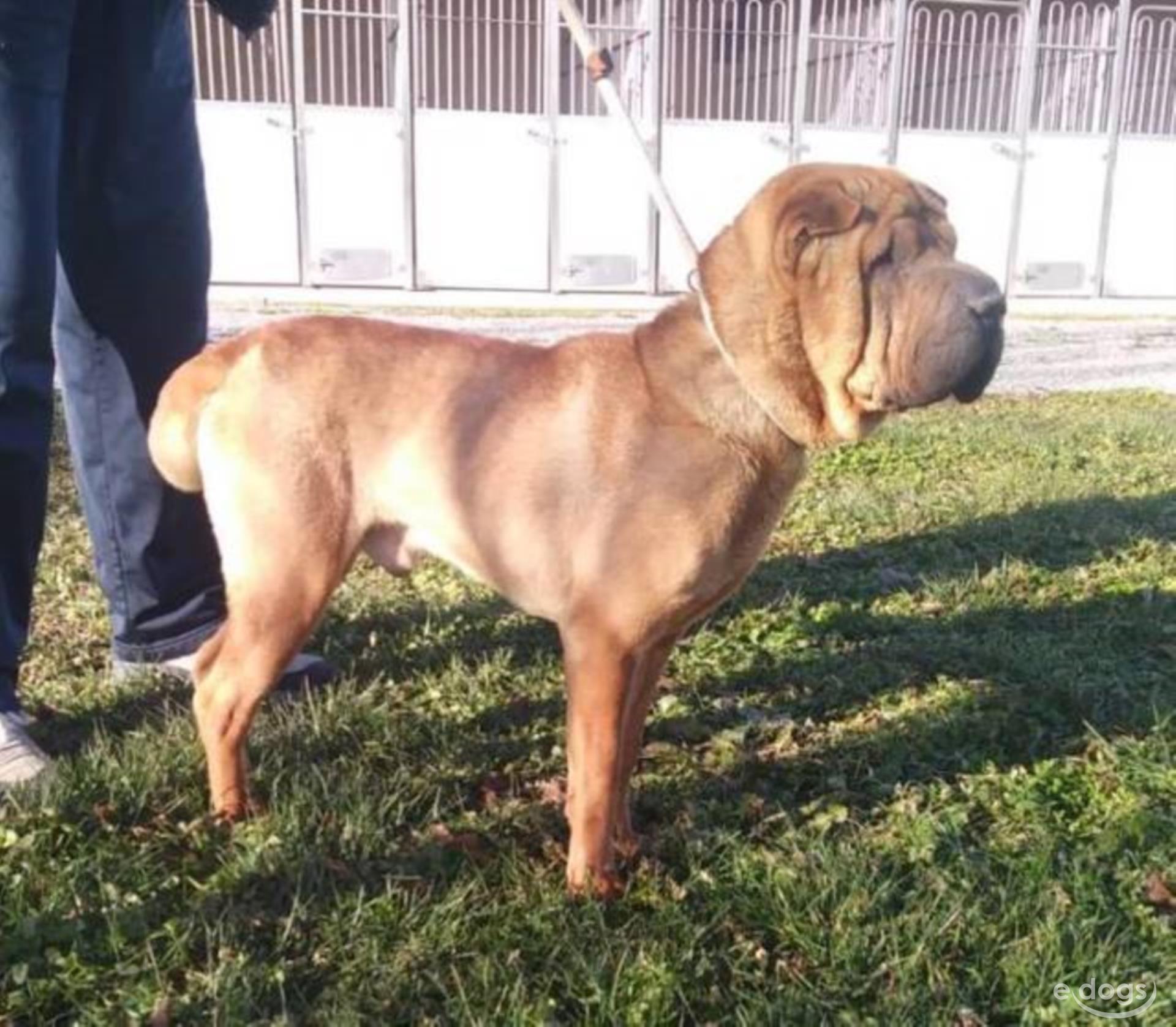 SharPei Rüde 7 Jahre Sand