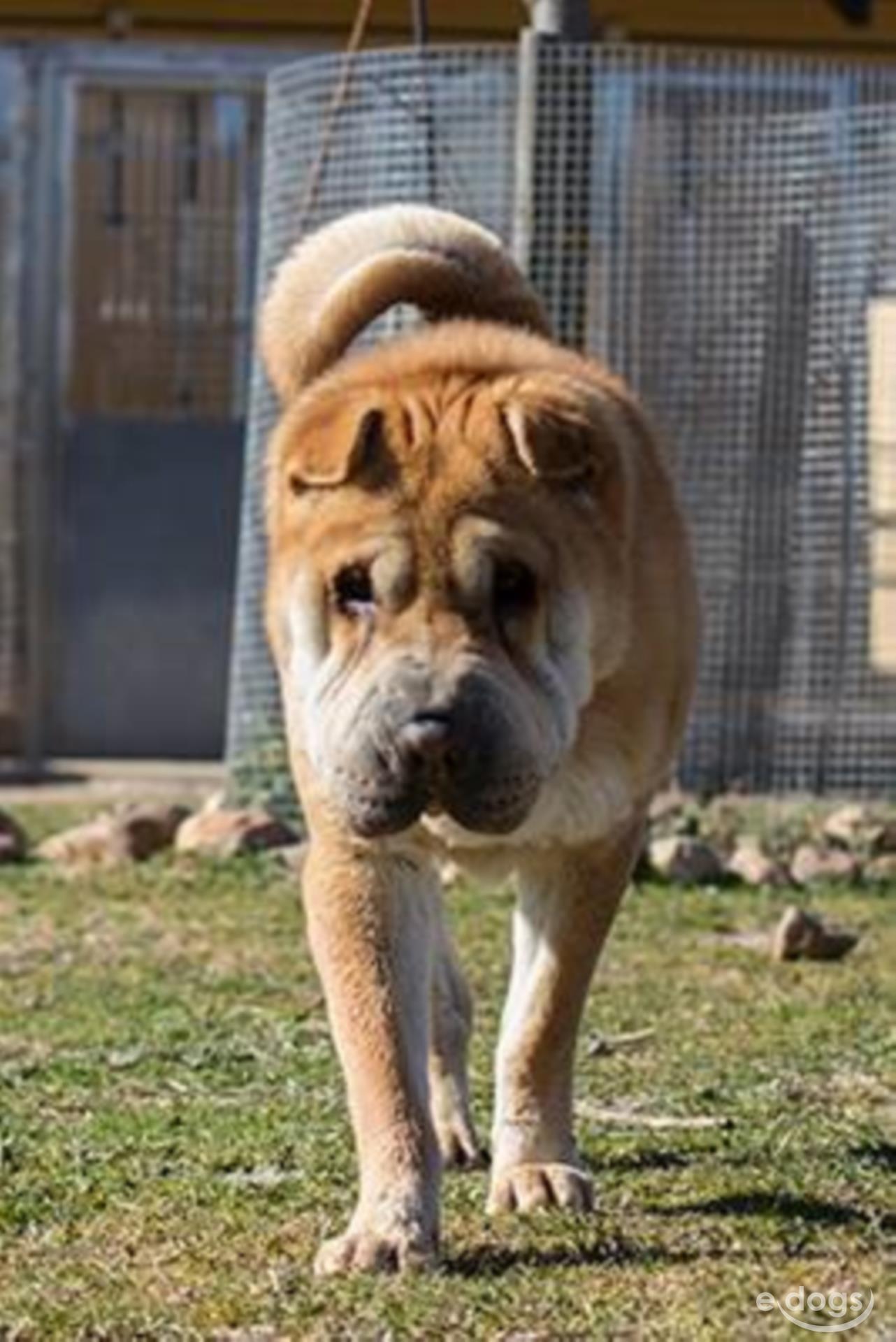 SharPei Rüde 9 Jahre Braun