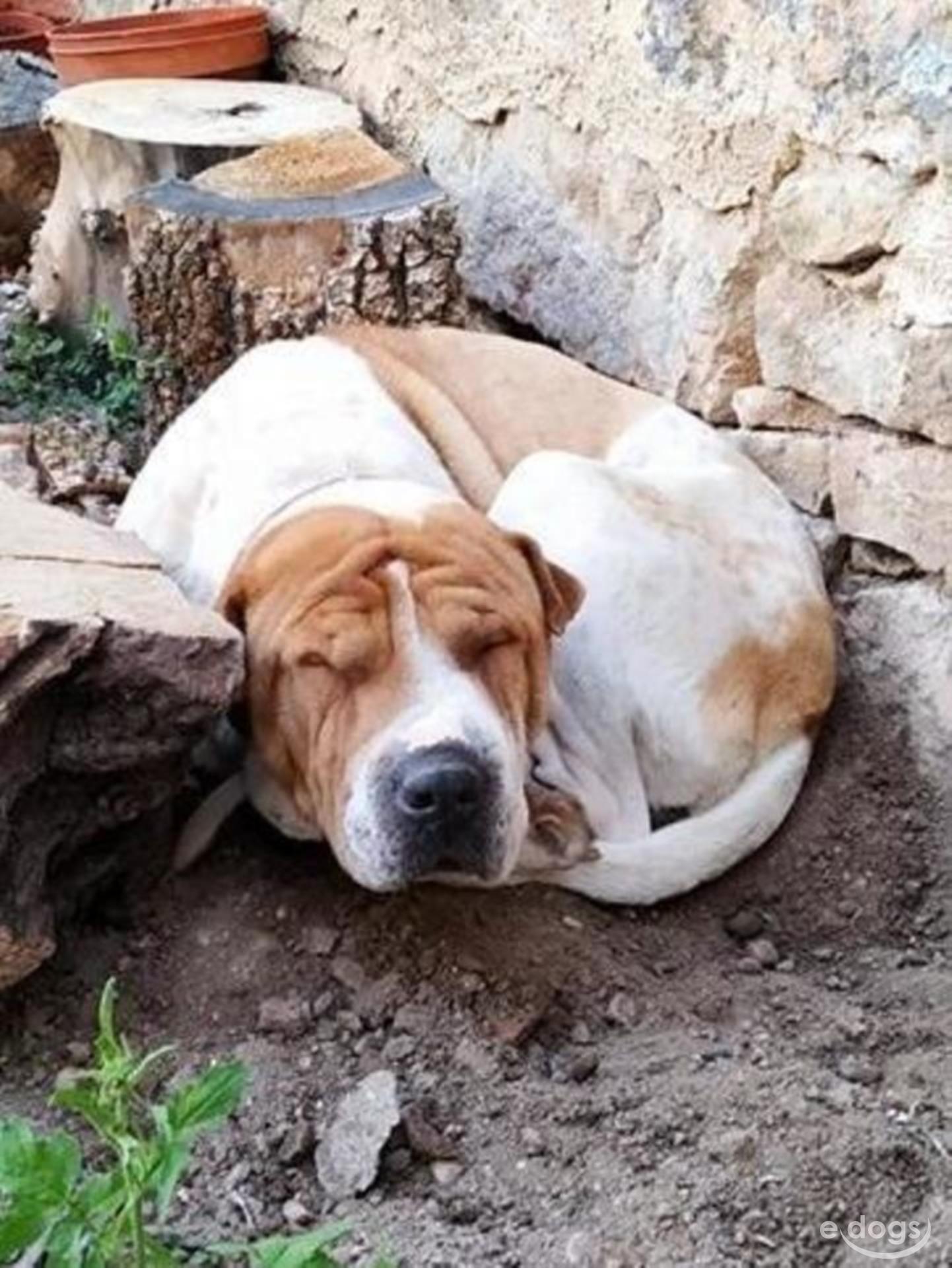 SharPei Hündin Subadult (bis 1 Jahr) Weiß