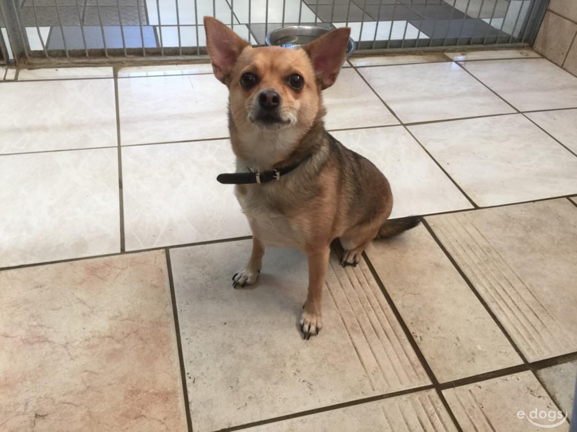 Chihuahua Rüde 6 Jahre