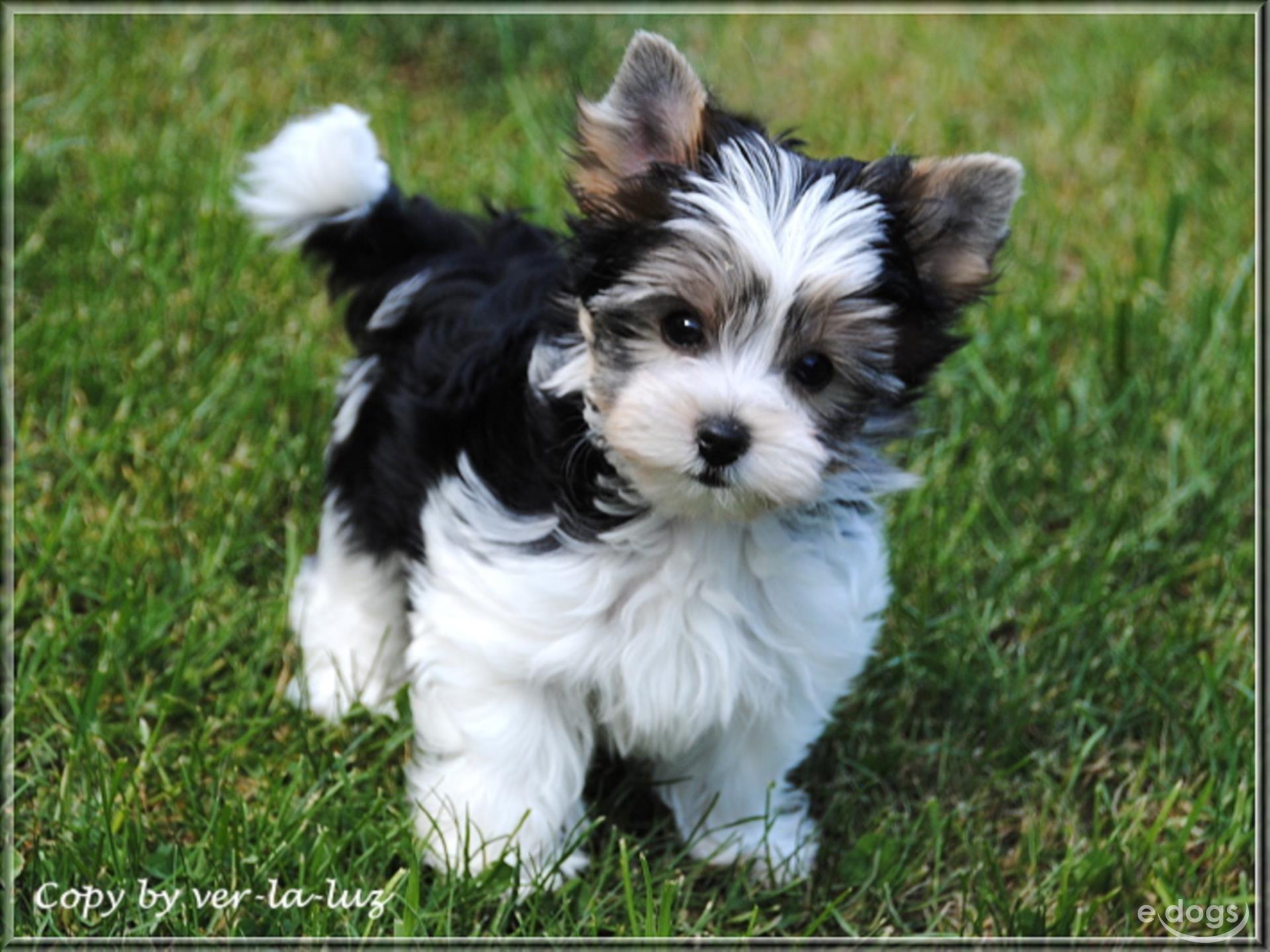 Yorkshire Terrier 2 Jahre