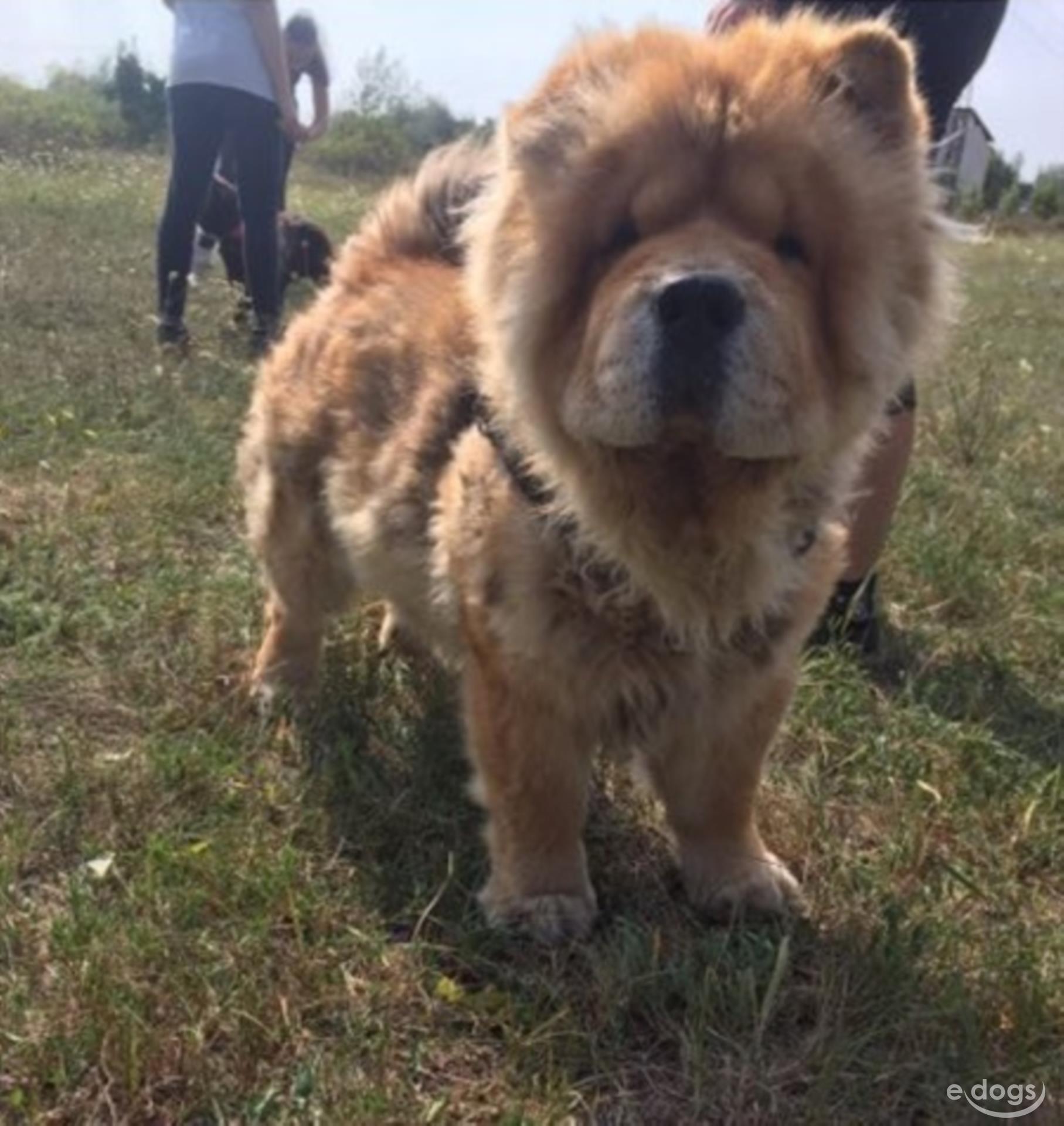 77+ Red Chow Chow Rottweiler Mix