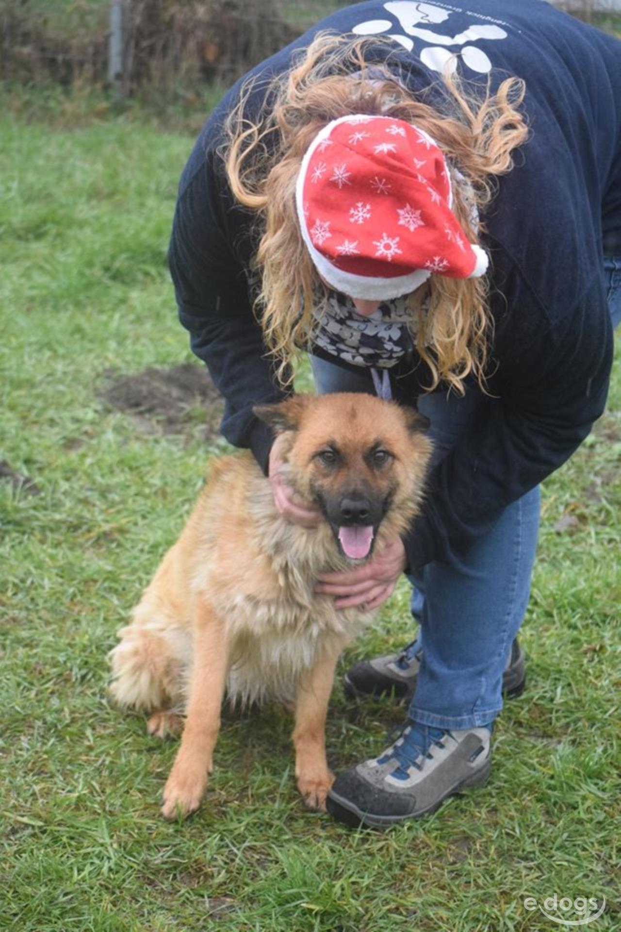 Belgischer Schäferhund Hündin 2 Jahre