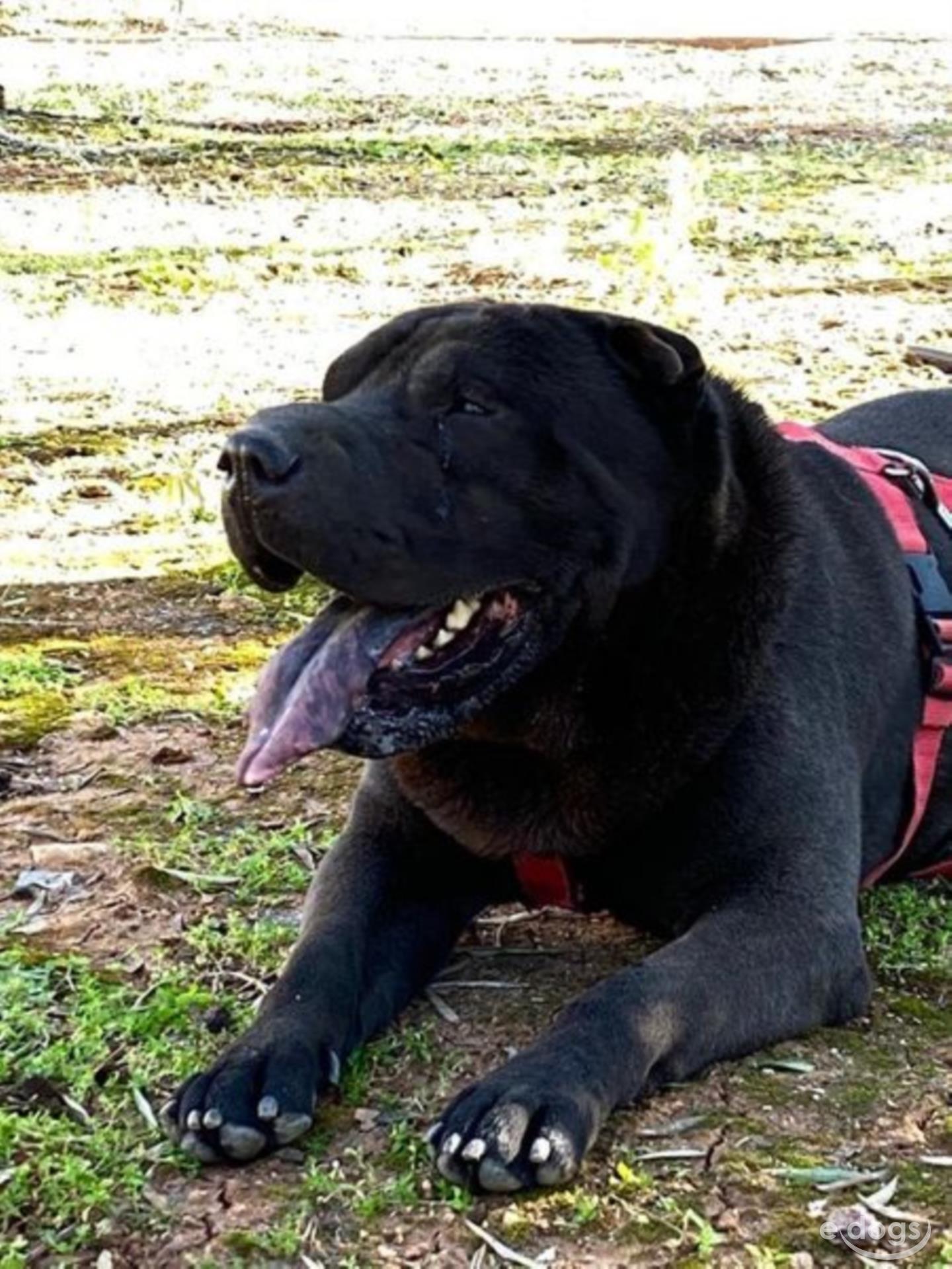 SharPei Rüde 8 Jahre Schwarz