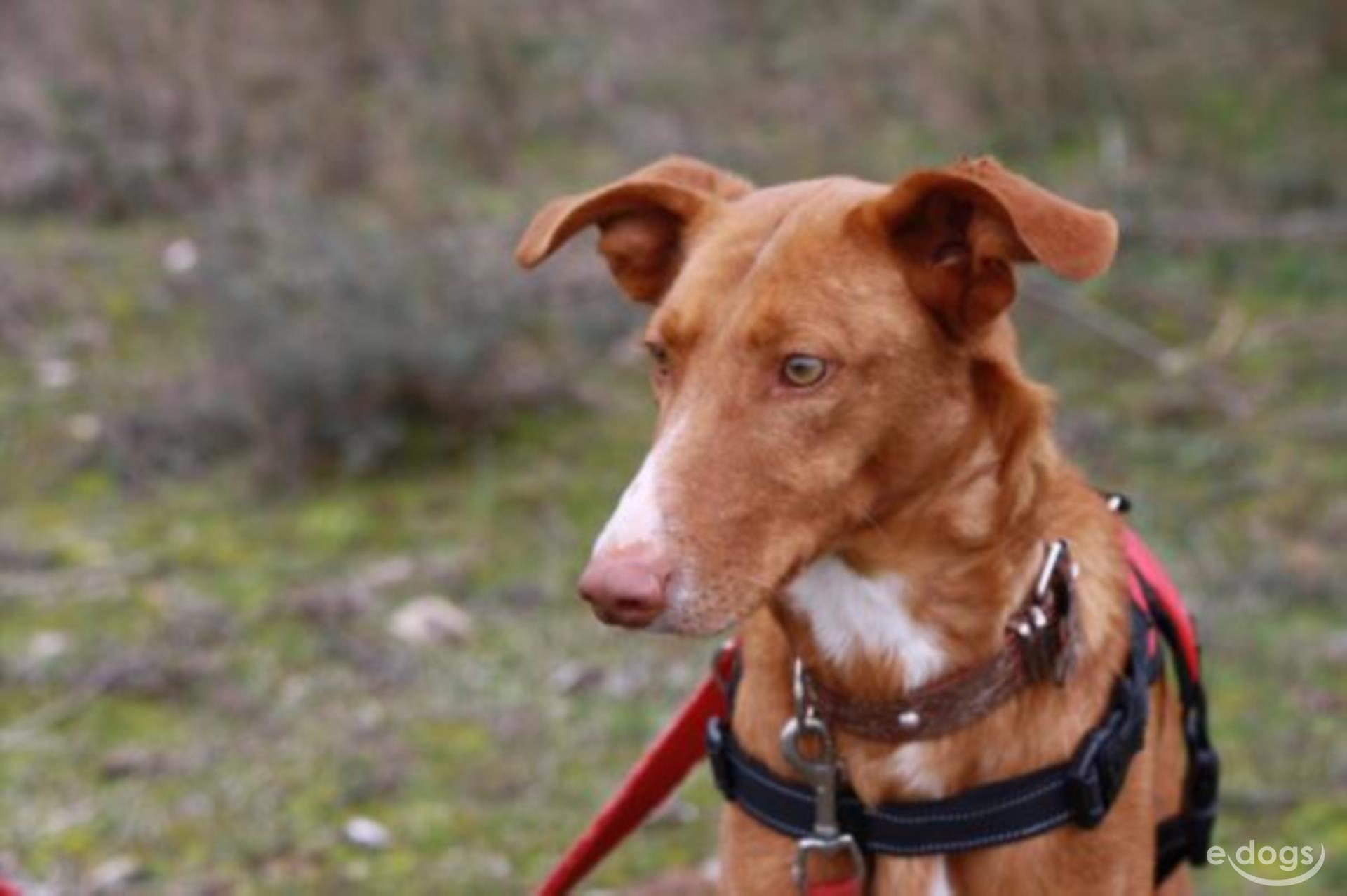 Podenco Rüde 2 Jahre Braun Weiß