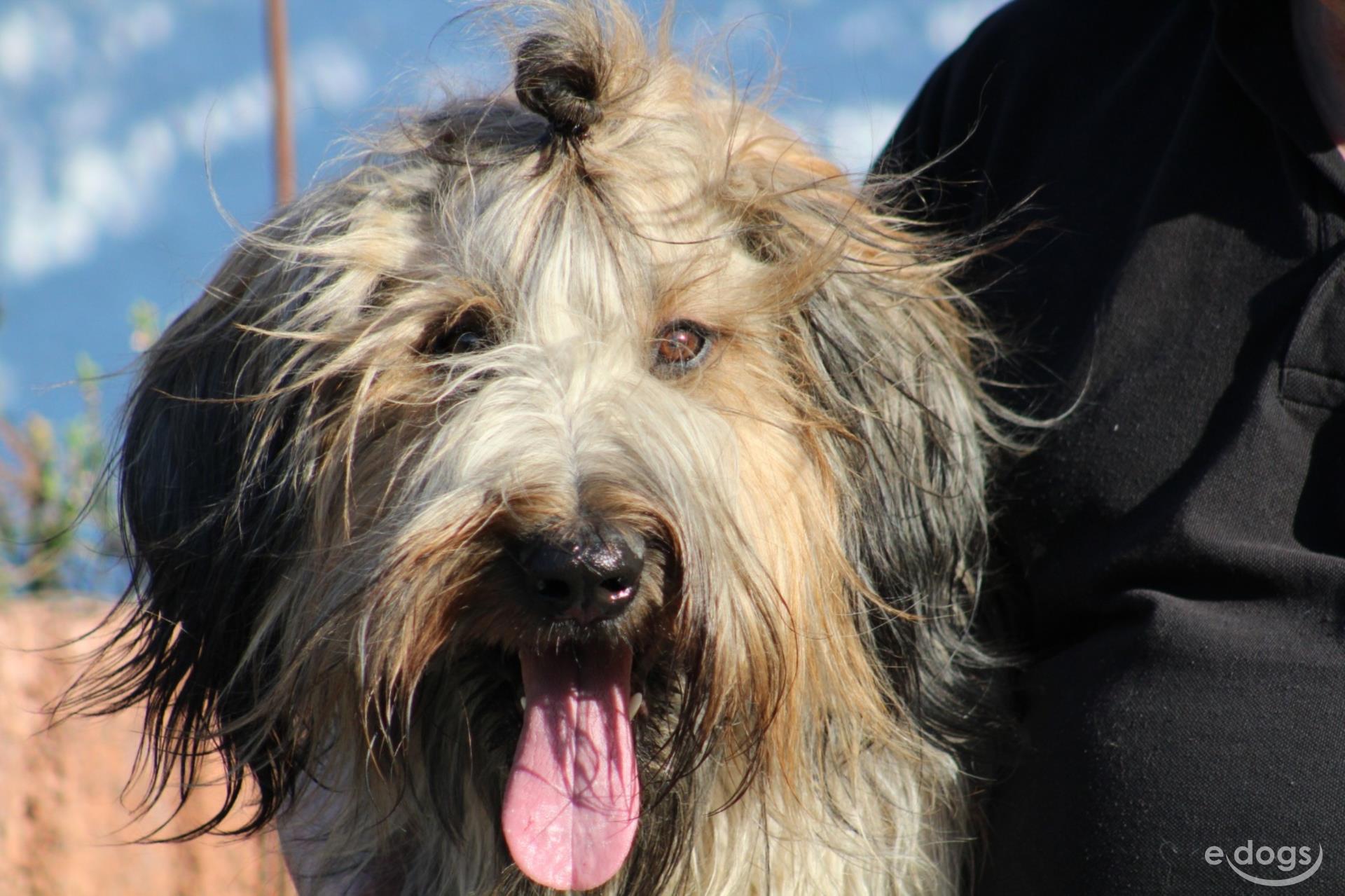 Briard Rüde 2 Jahre Braun