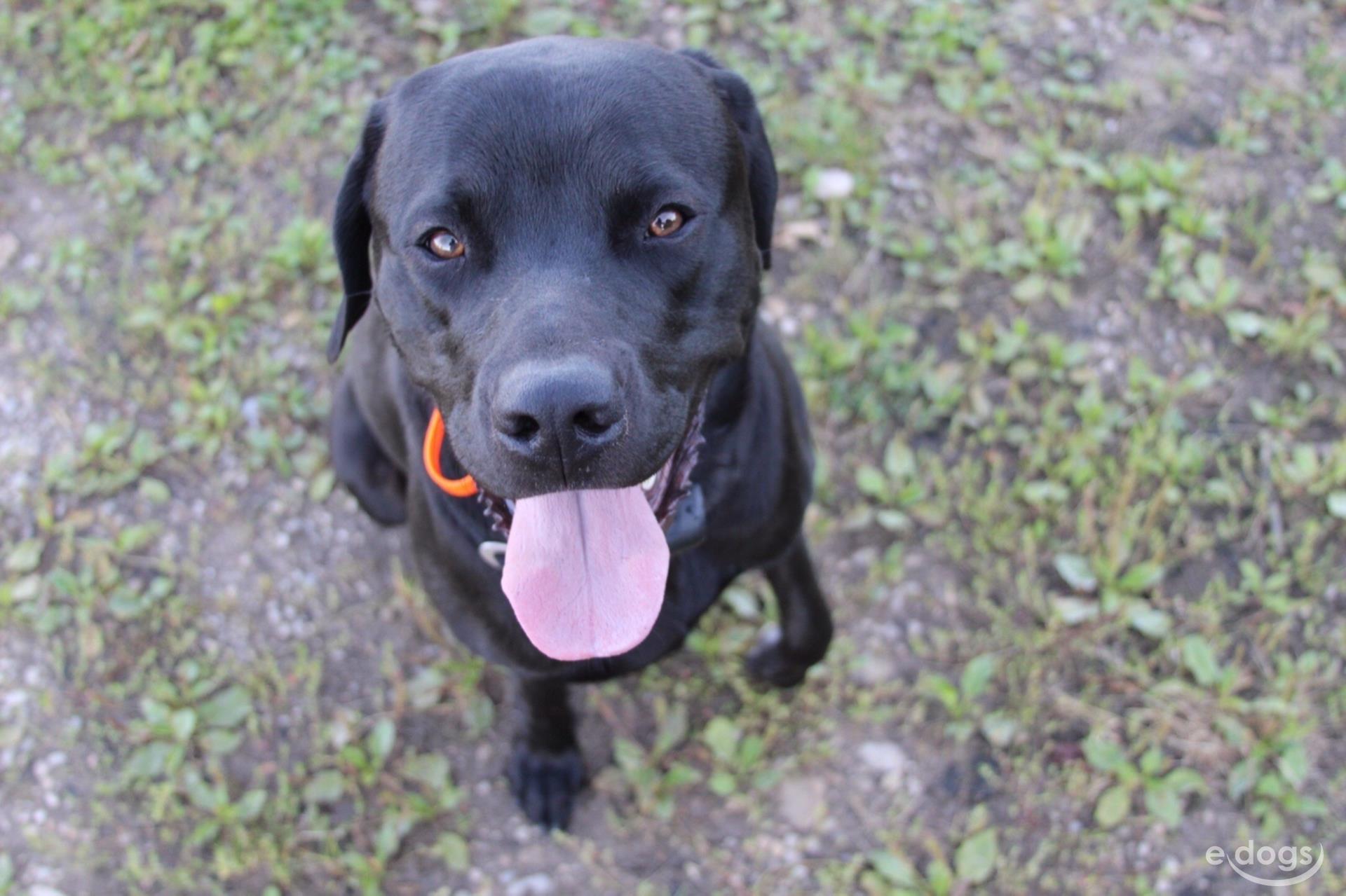 Labrador Retriever Rüde 6 Jahre Schwarz