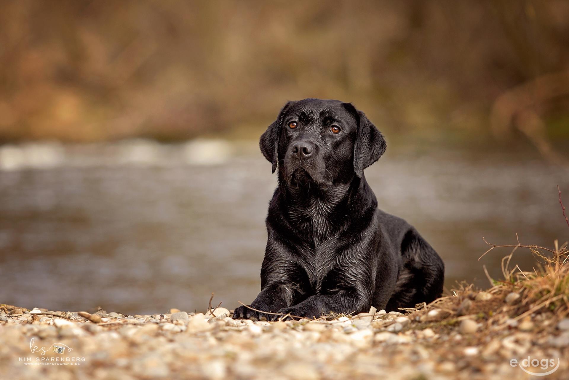 Labrador Retriever Rüde 7 Jahre Schwarz