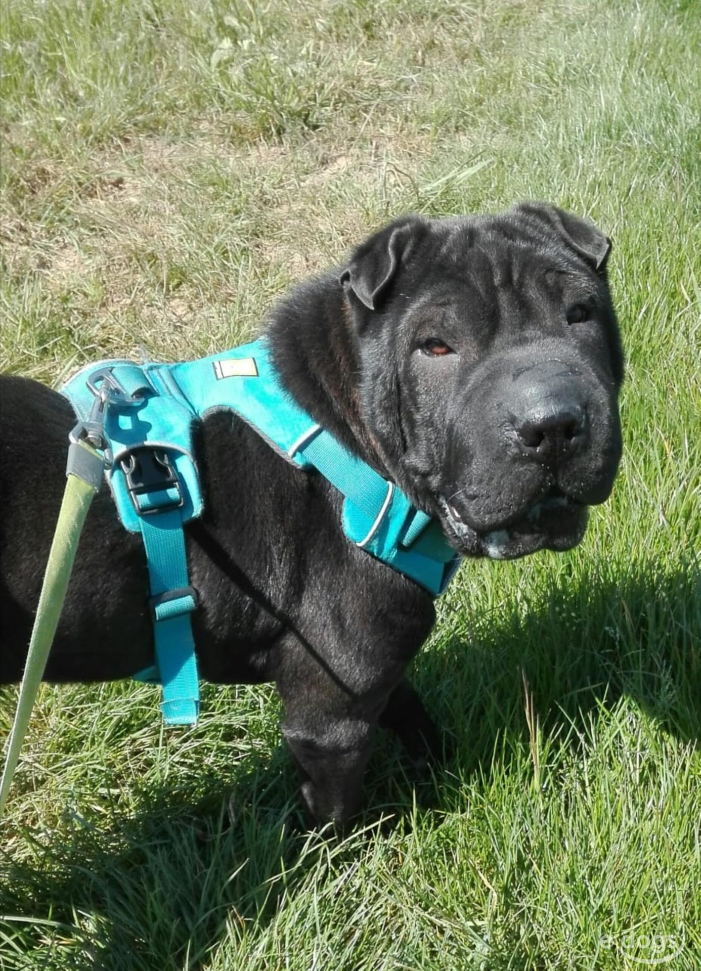 SharPei Hündin 2 Jahre Schwarz