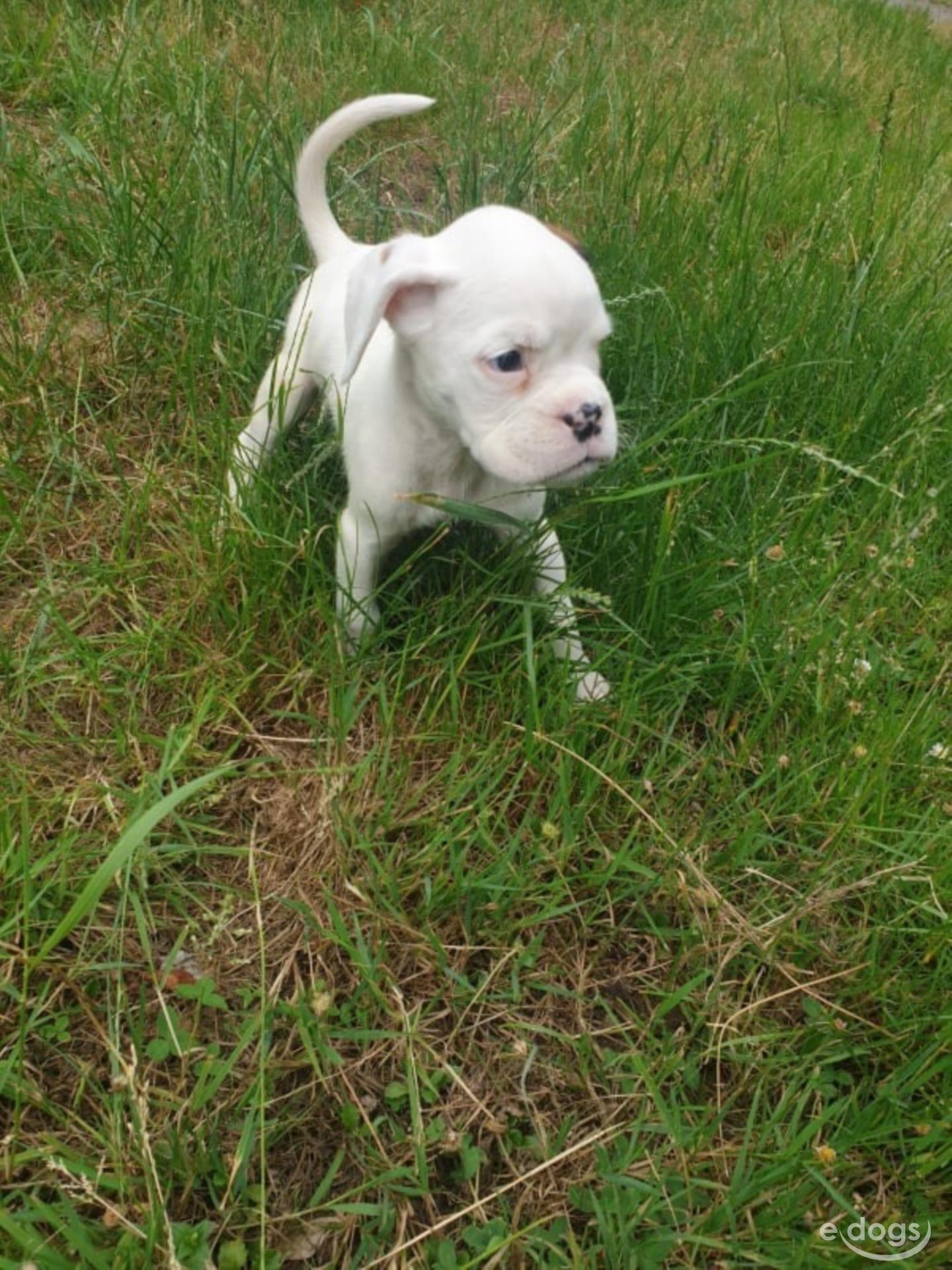 Boxer Rüde Welpe (bis 3 Monate) Weiß