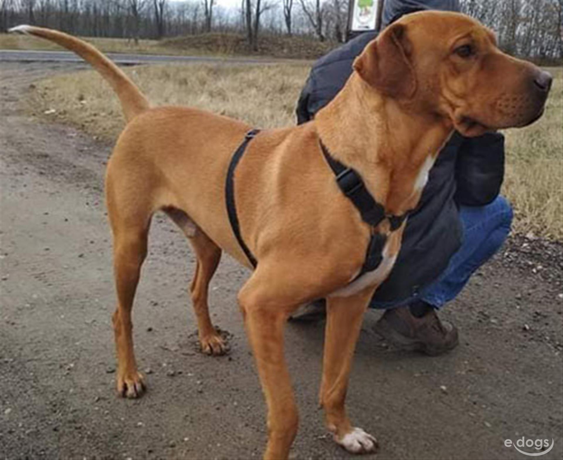 SharPei Rüde 5 Jahre Braun