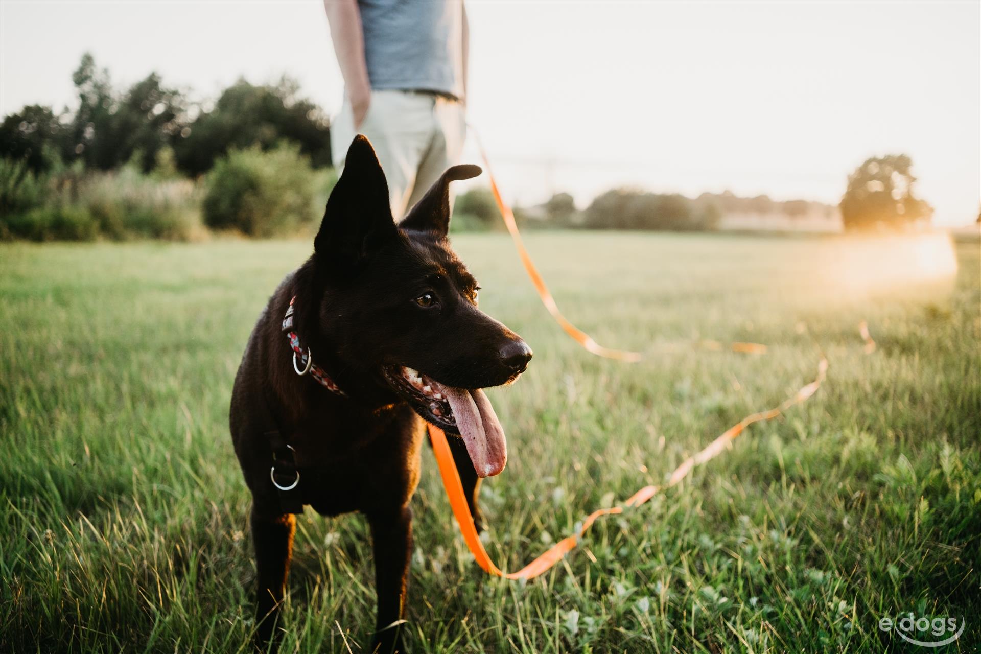 Schäferhund Hündin Erwachsen (ab 3 Jahre) Schwarz