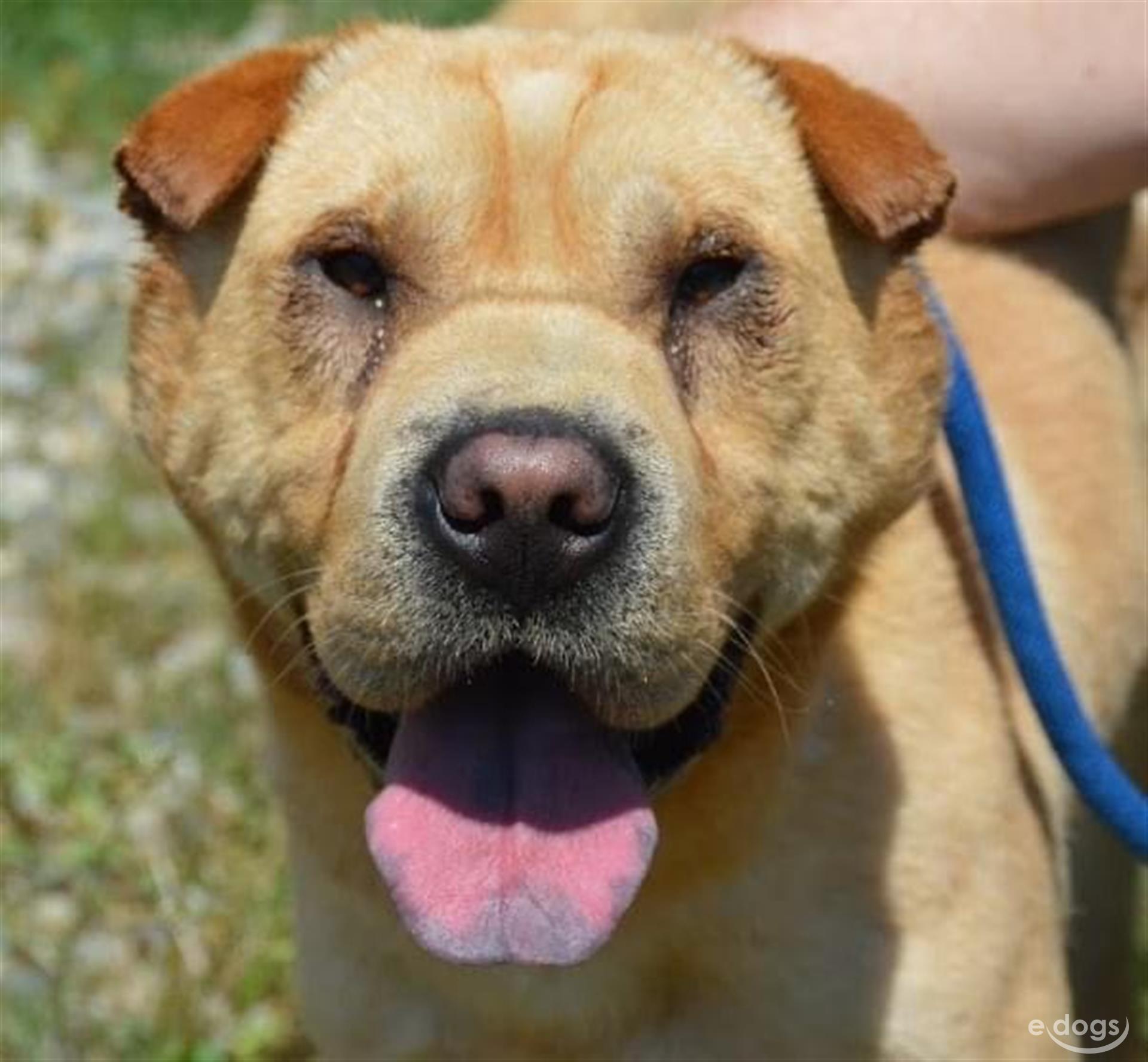 SharPei Rüde 2 Jahre Braun