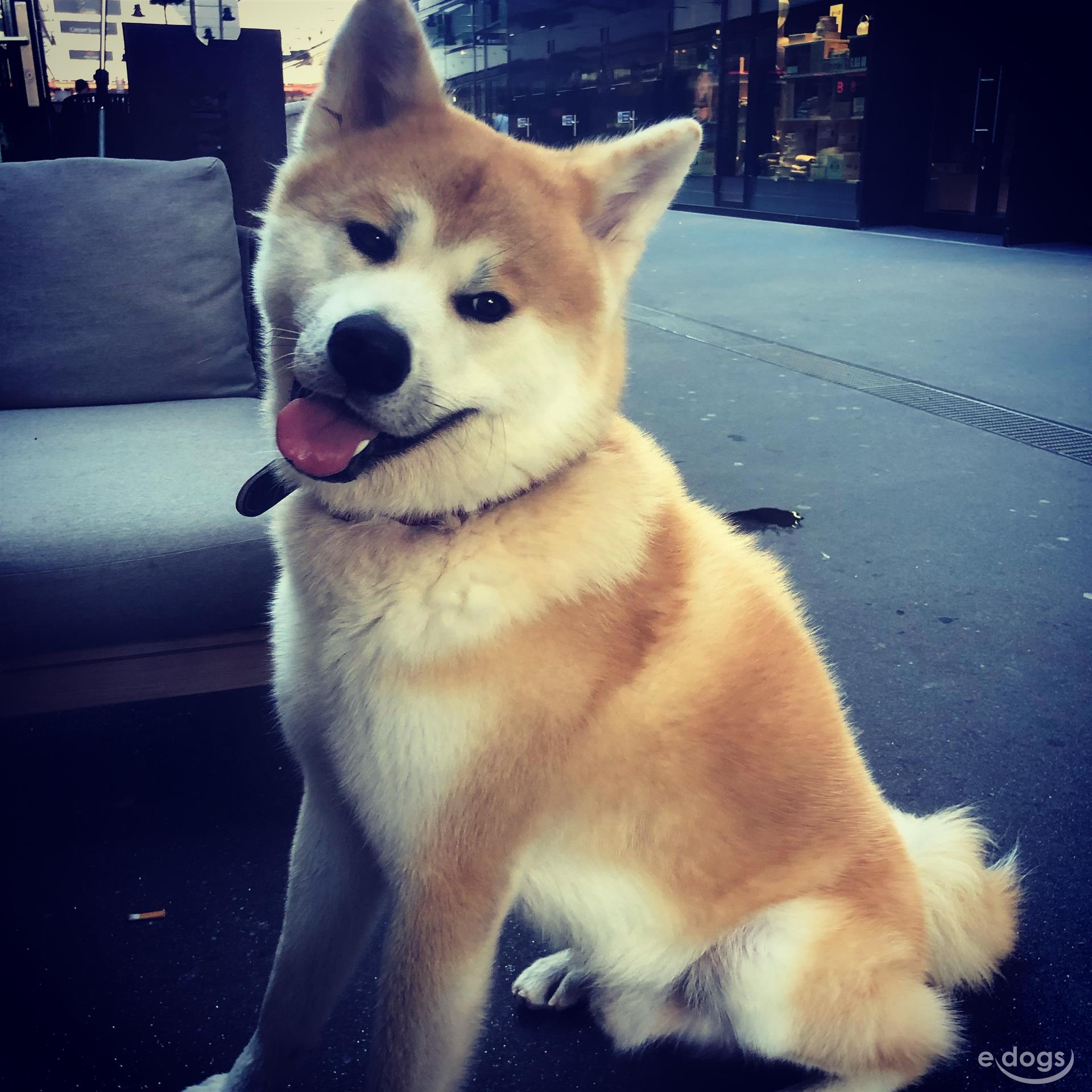 Akita Inu Rüde 2 Jahre