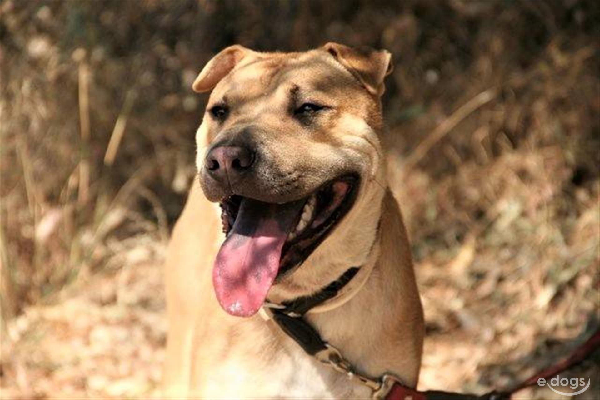 SharPei Rüde 3 Jahre Braun