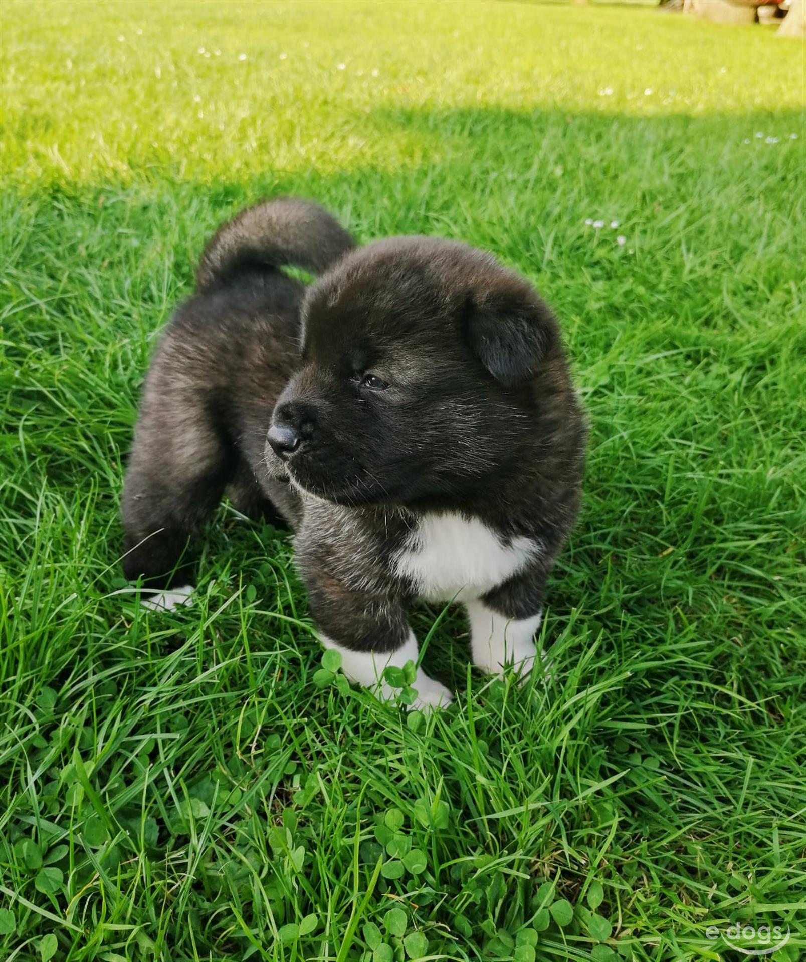 American Akita Hündin 2 Monate SchwarzWeiß