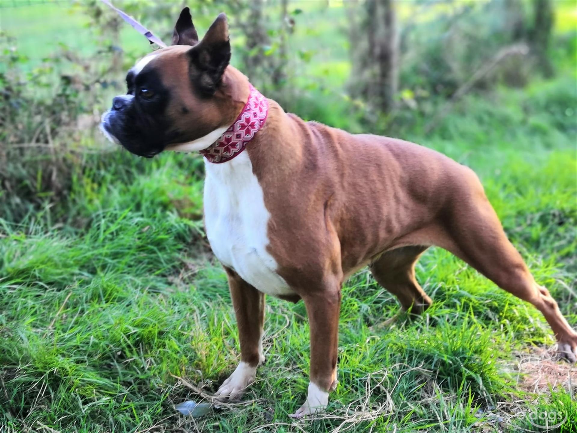 Boxer Hündin 6 Jahre Bicolor