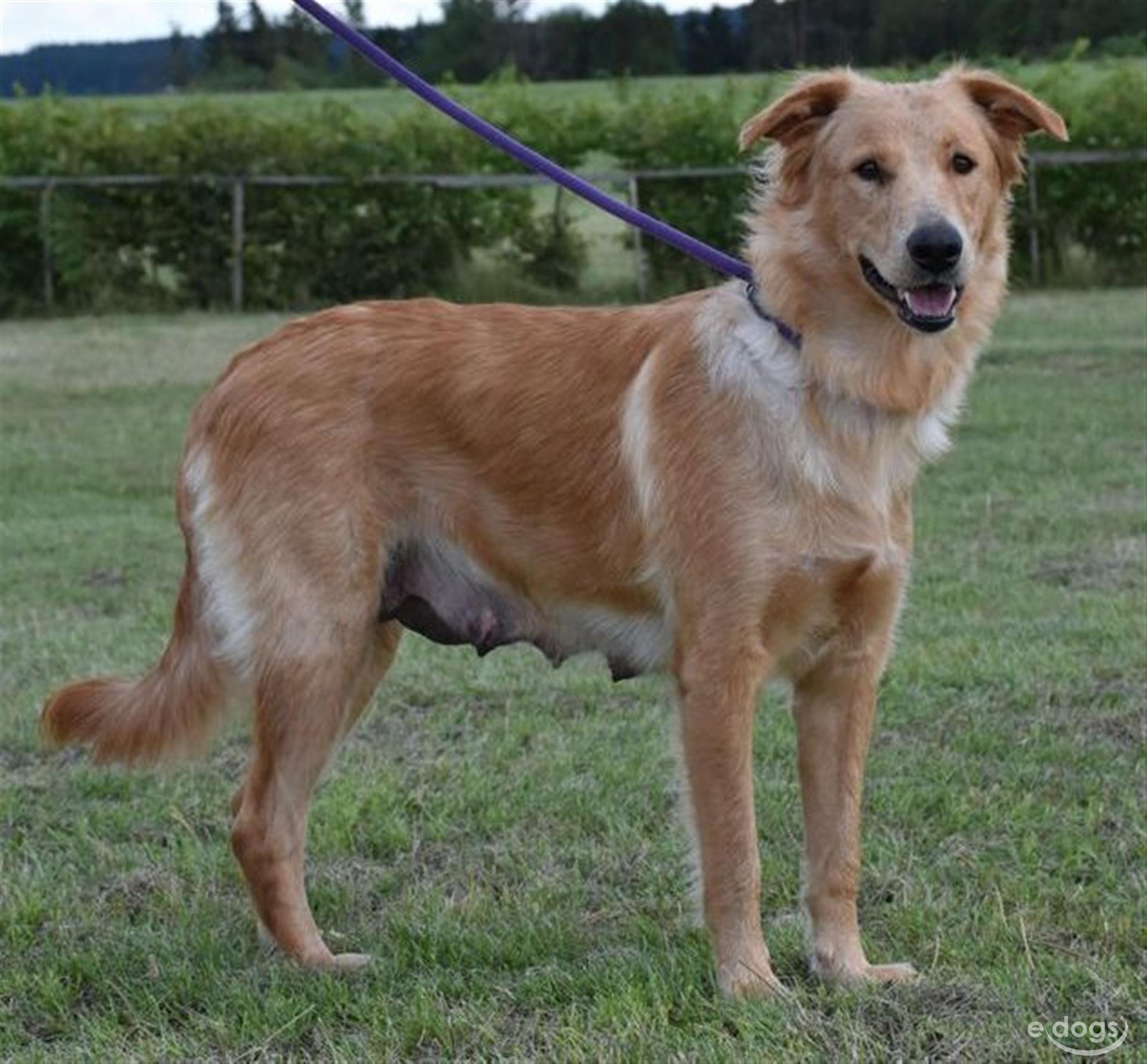 Golden Retriever Hündin 1 Jahr Mittelblond