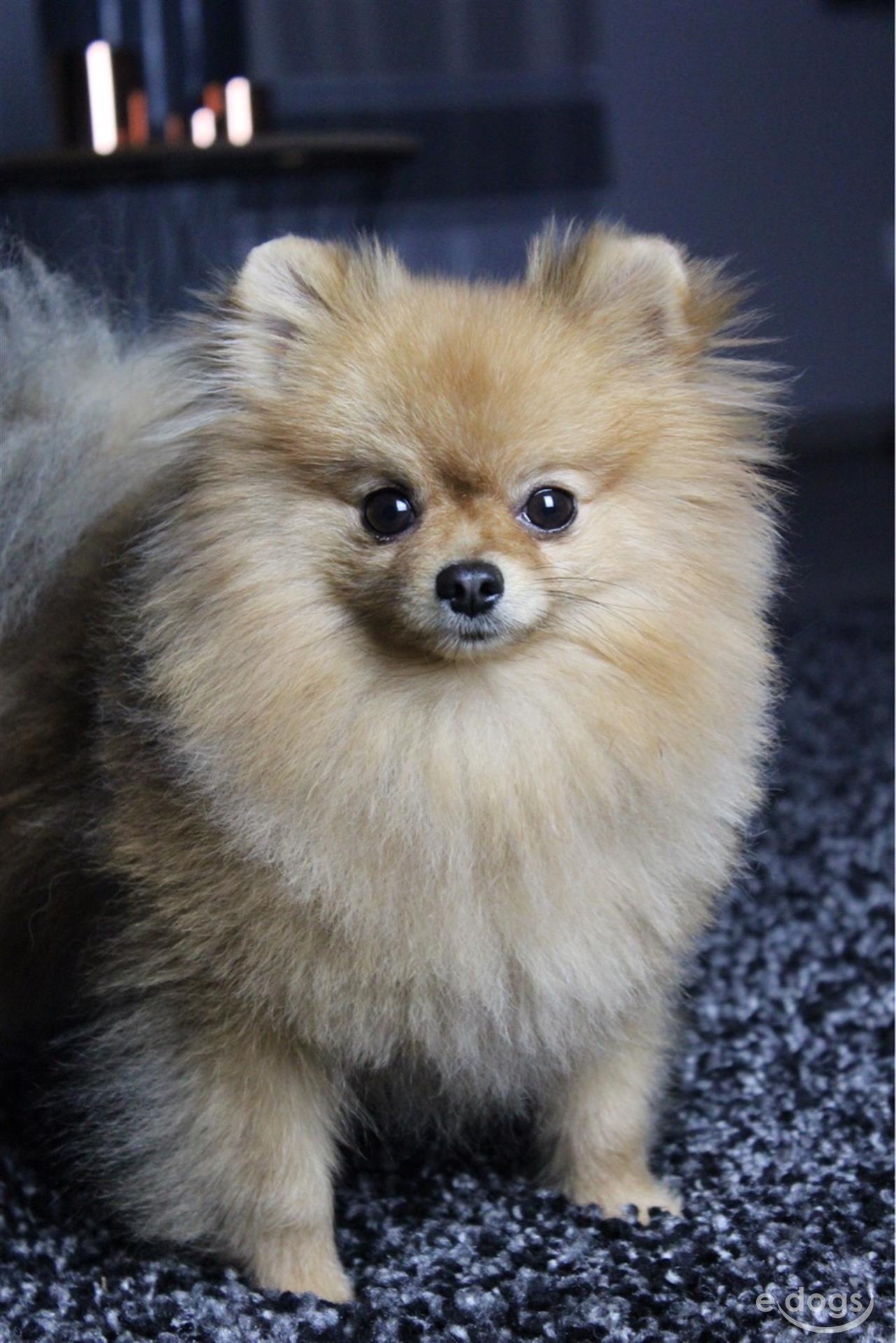 Pomeranian Rüde 4 Jahre