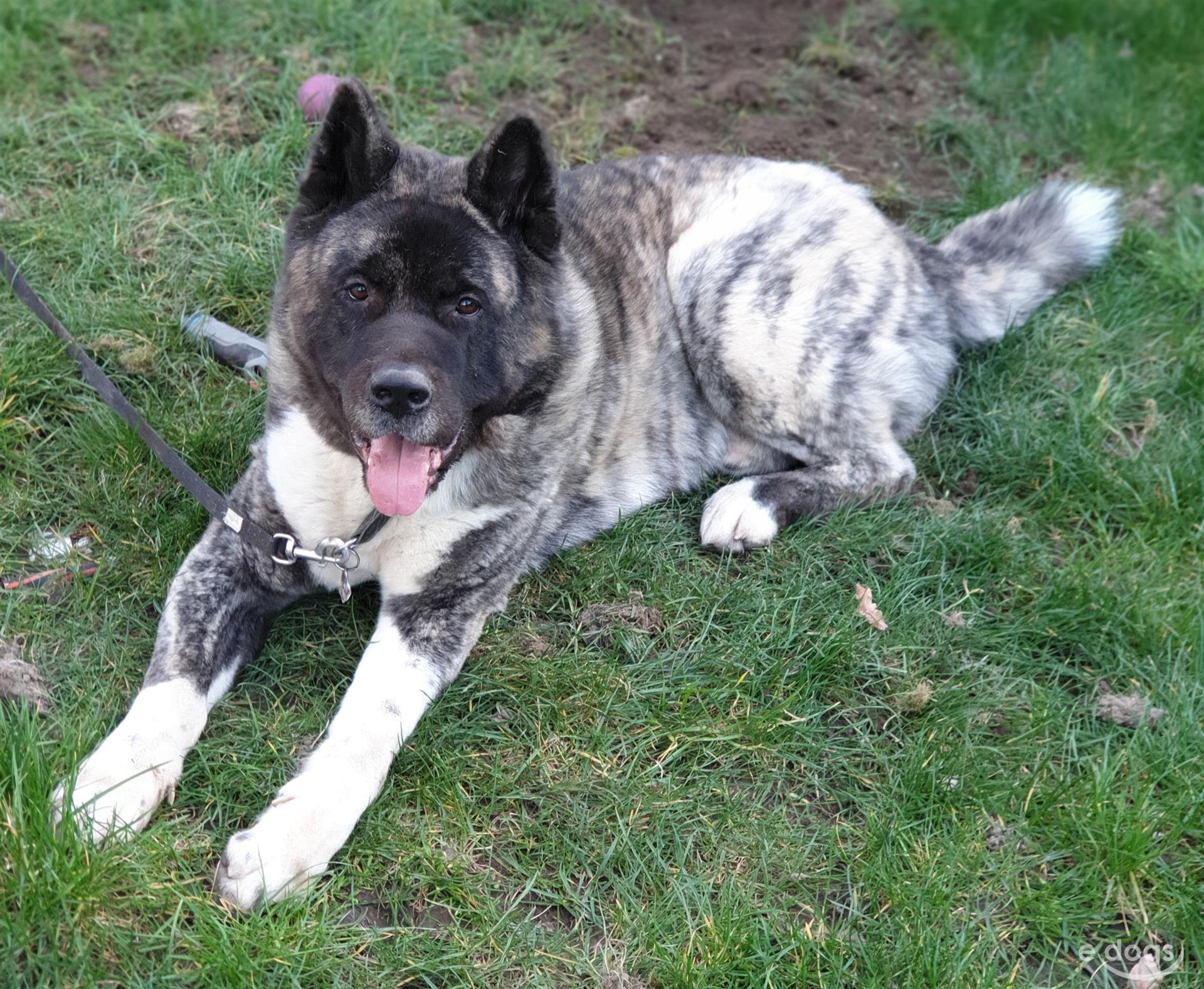 American Akita Rüde 5 Jahre Gestromt