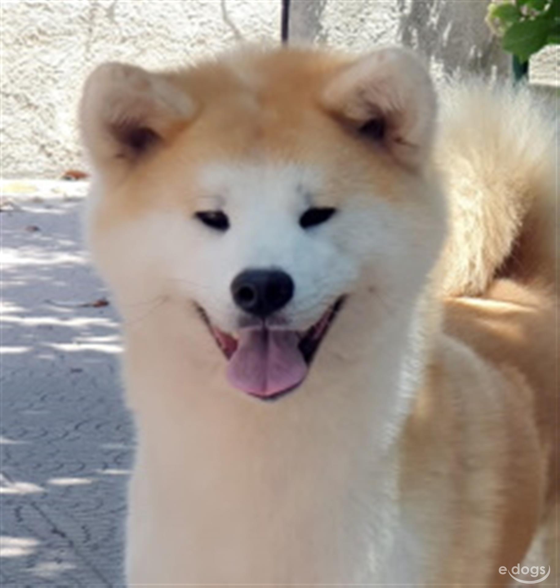 Akita Inu Hündin 4 Jahre Foxred