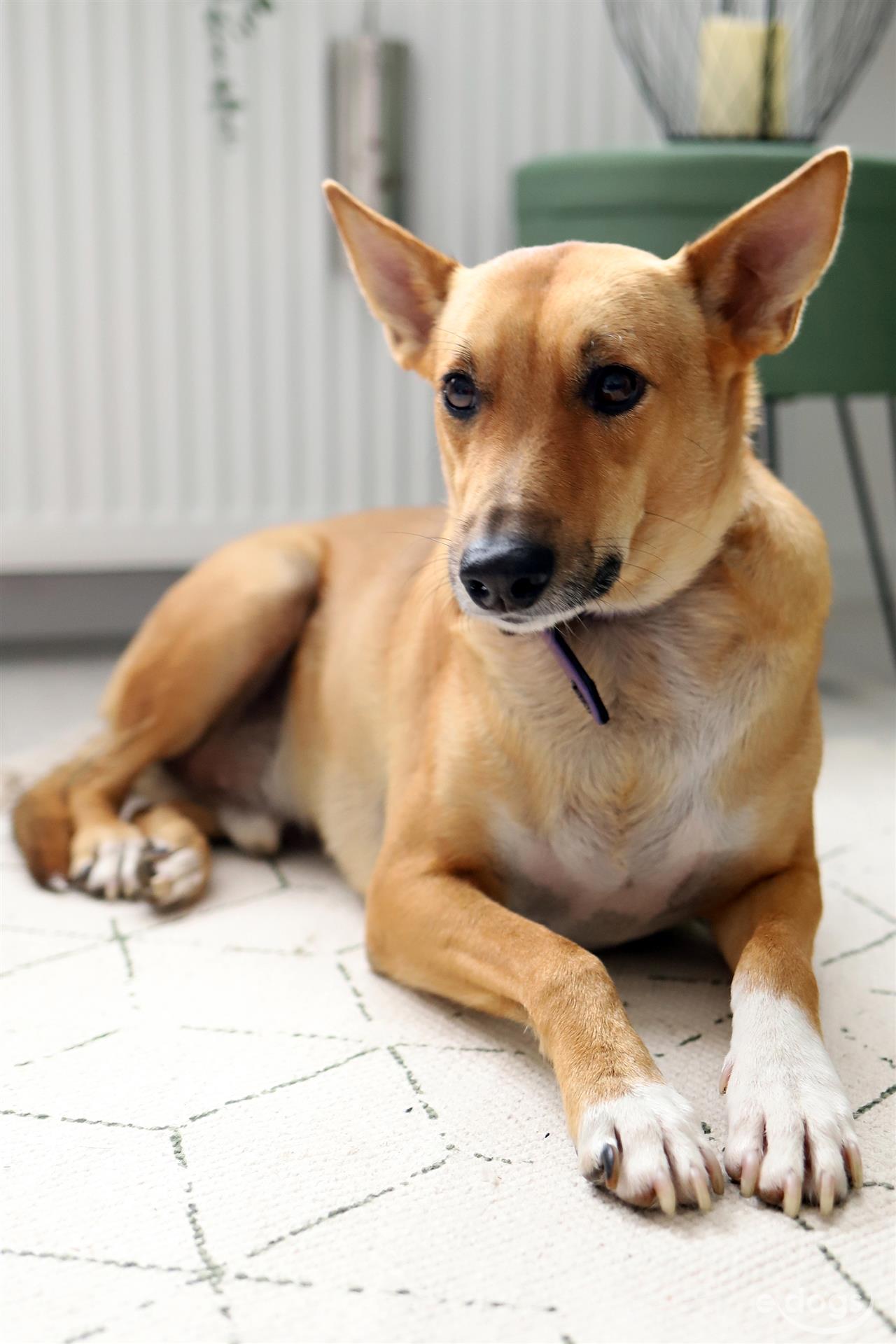 Podenco Rüde 1 Jahr Braun