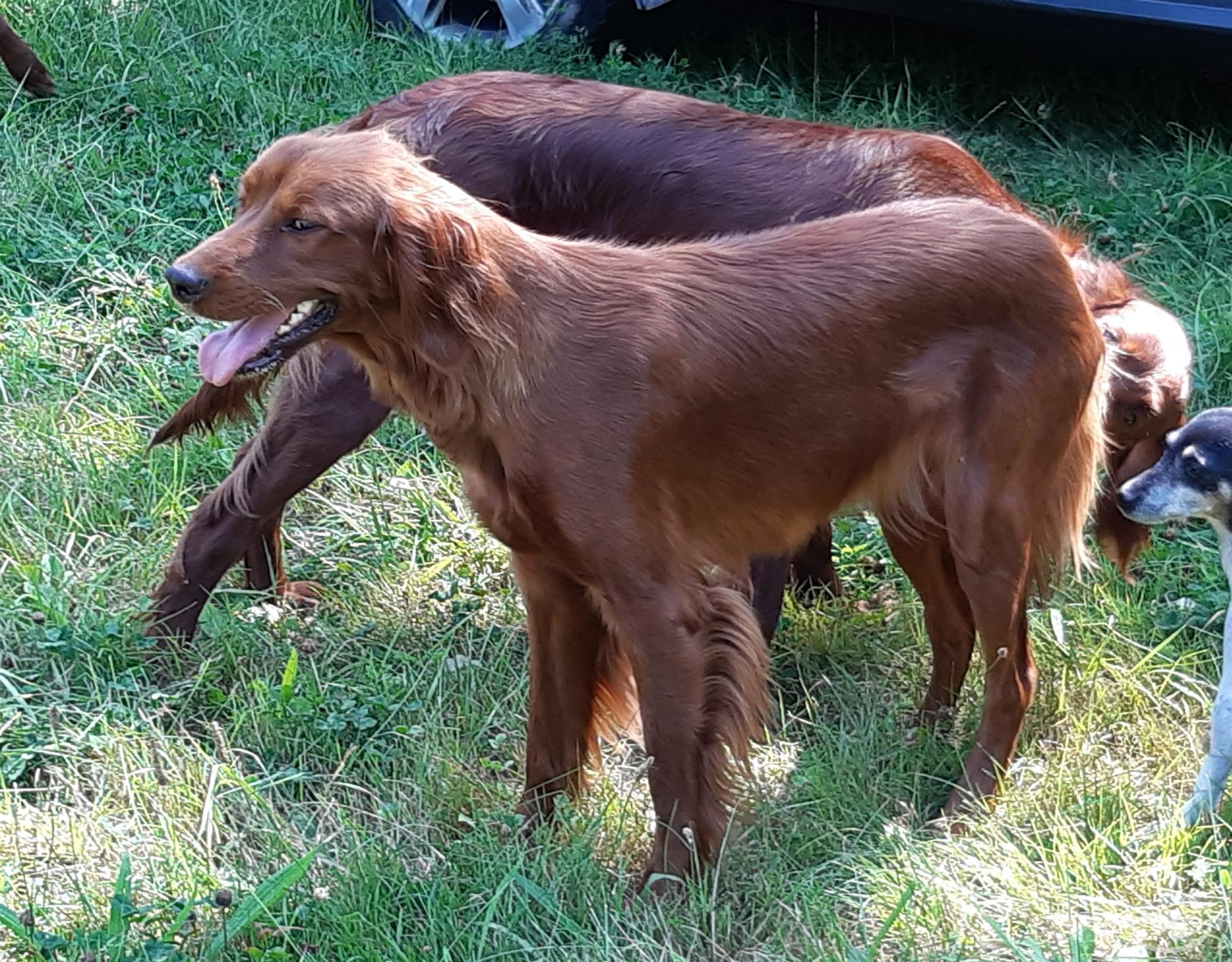 Irish Setter Hündin 1 Jahr Rot