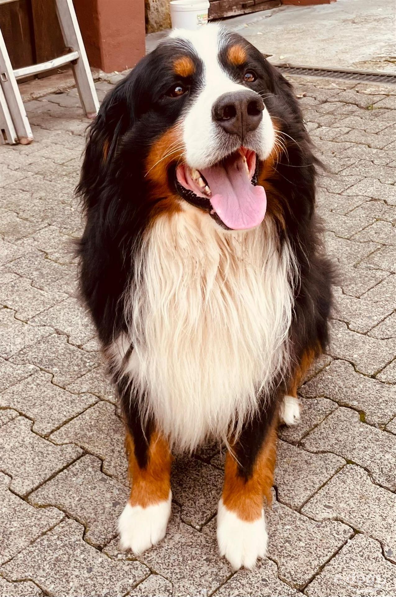 Berner Sennenhund RÃ¼de 4 Jahre Dreifarbig Braun Schwarz